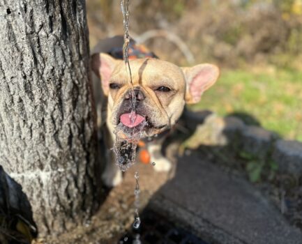 紅葉が綺麗ですね!