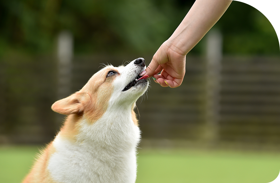 ドッグスクールのご紹介