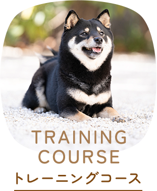 トレーニングコース