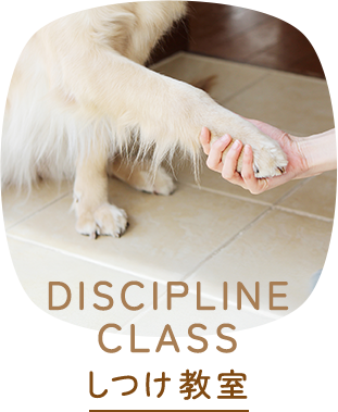 しつけ教室