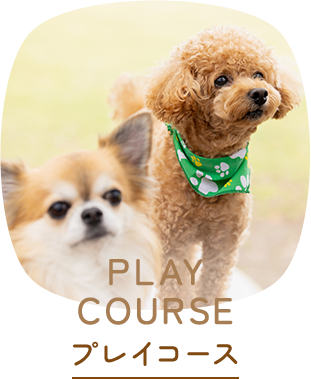 プレイコース