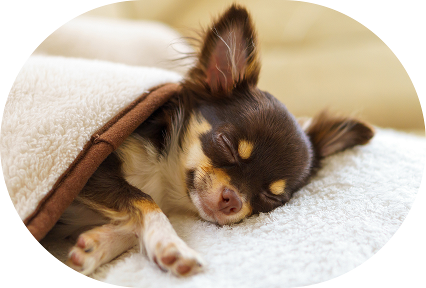 ドッグホテルのご紹介