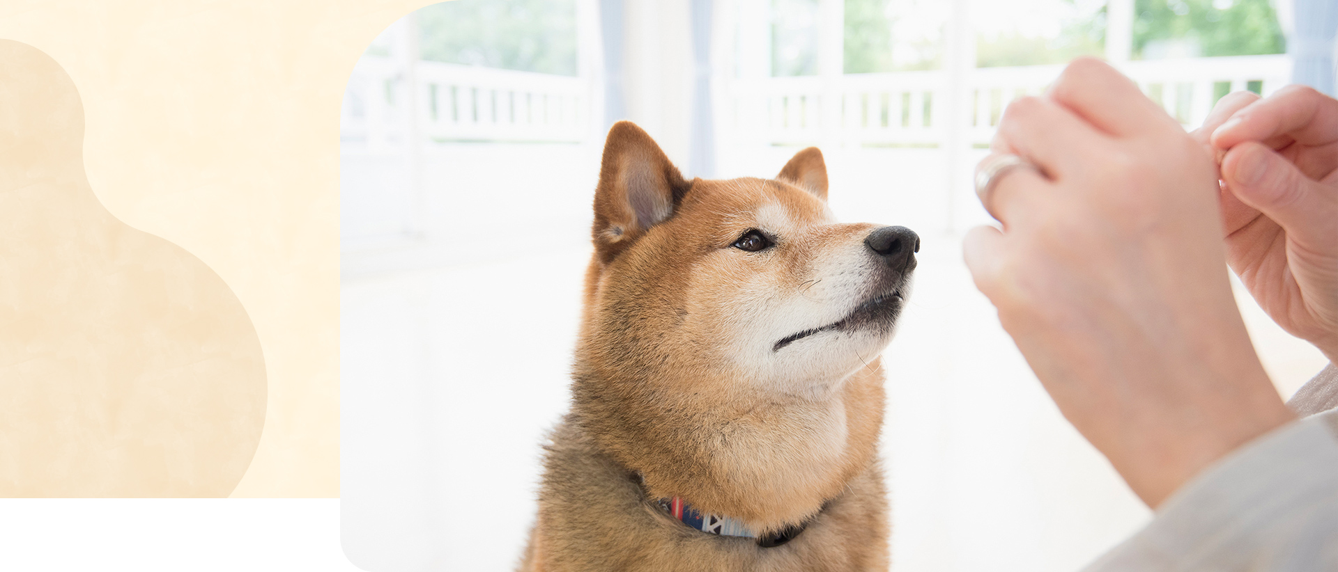 Dog School Yoku Mana