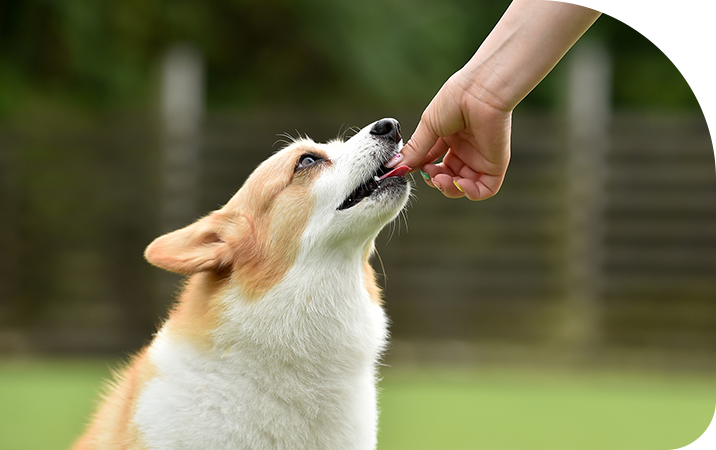 ドッグスクールのご紹介