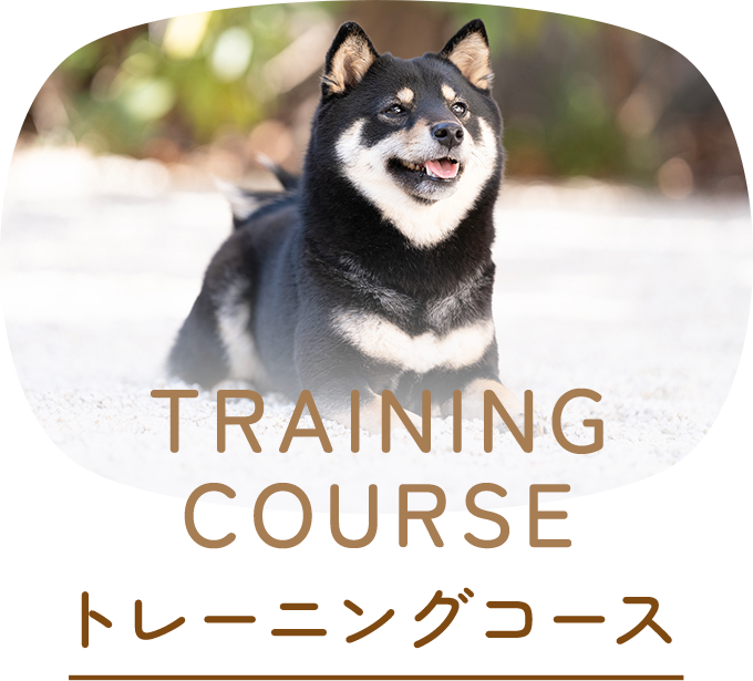 トレーニングコース