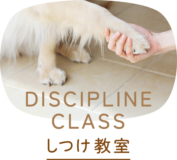しつけ教室