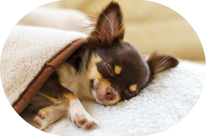 ドッグホテルのご紹介