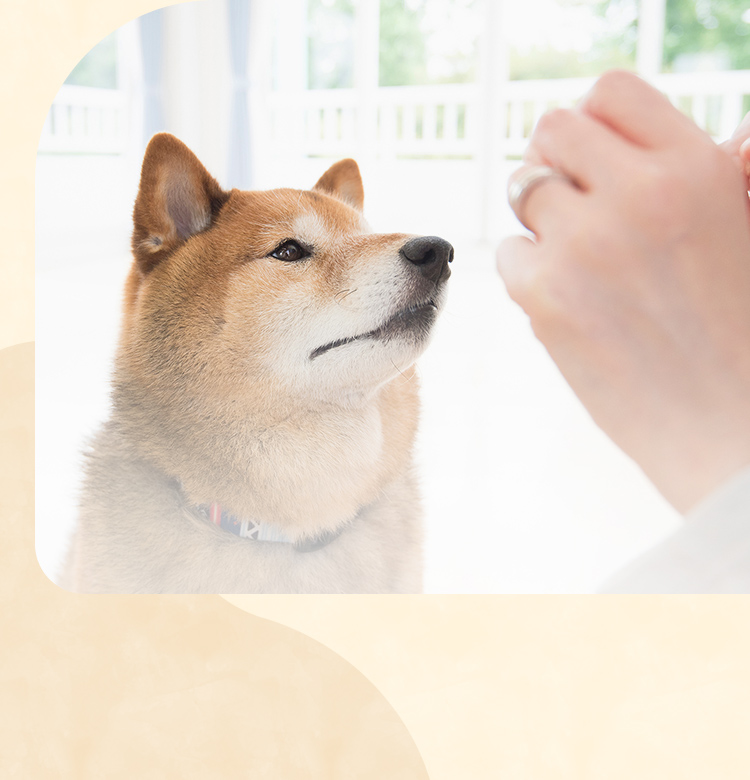 Dog School Yoku Mana