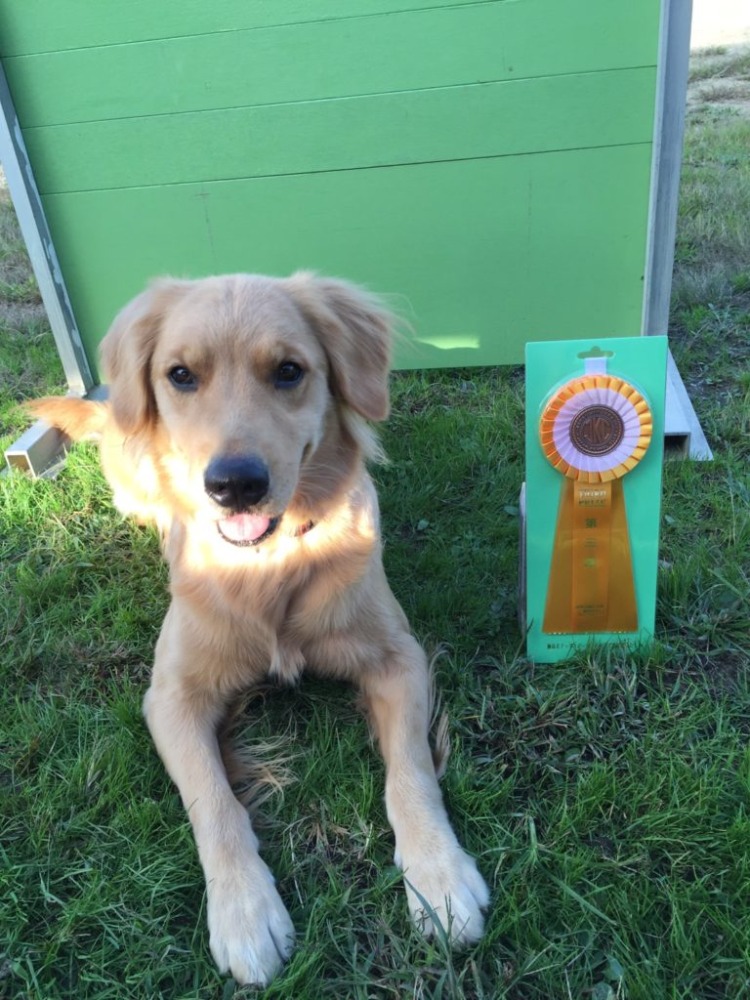 山口 義亮【JKC公認訓練士 練士】