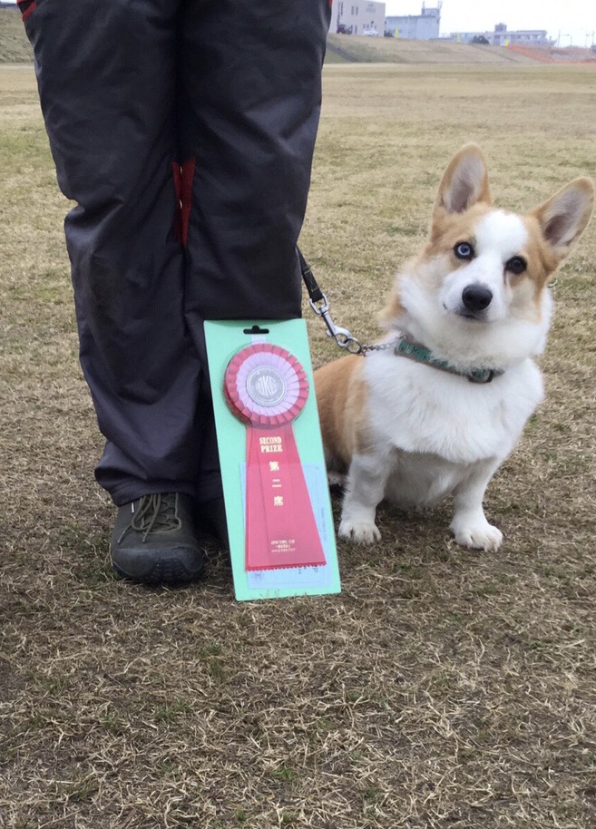 山口 義亮【JKC公認訓練士 練士】